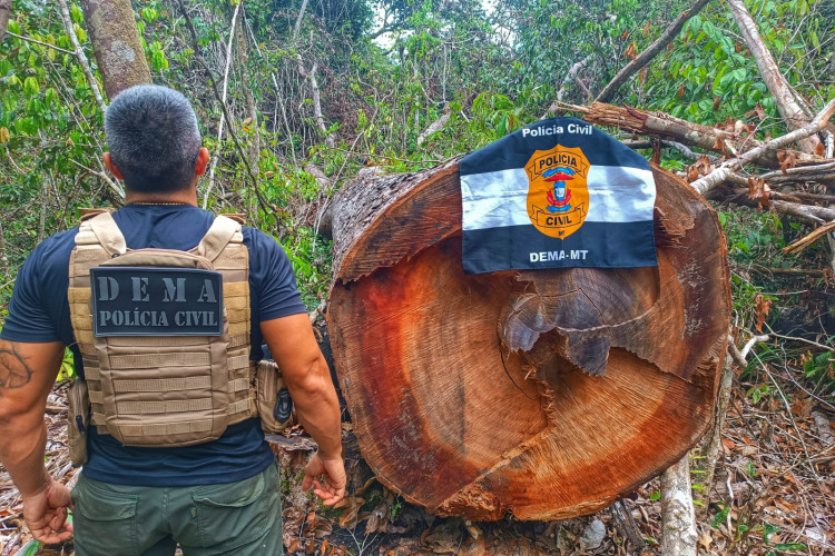 Polícia Civil desarticula ponto utilizado por criminosos para extração ilegal de madeira em Querência