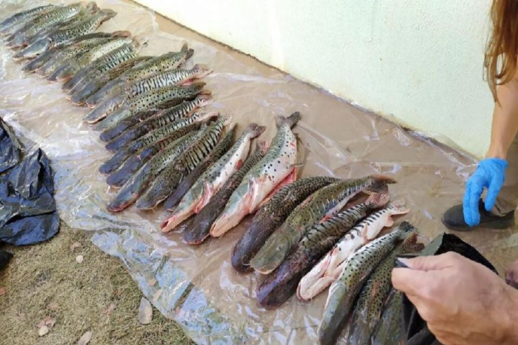 Policia Civil e Sema apreende 100 kg de pescado transportado irregularmente em MT