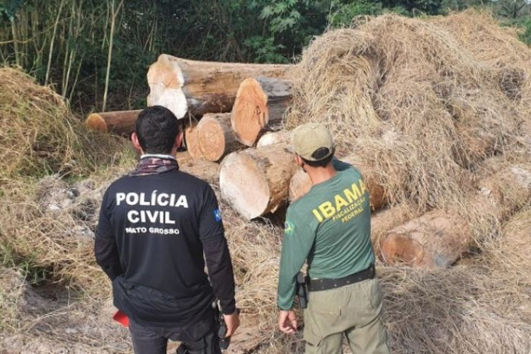 Polícia Civil flagra madeireiras operando irregularmente e apreende 600 metros cúbicos de madeira