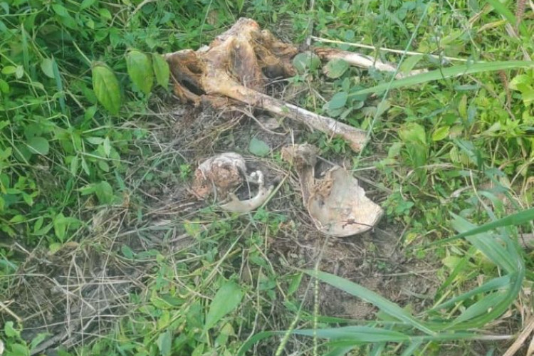 Polícia Civil localiza ossadas em cemitério clandestino em Peixoto de Azevedo