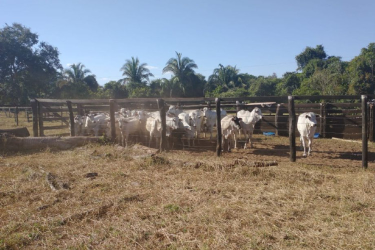 Polícia Civil recupera 34 cabeças de gado furtadas e prende suspeito de receptação em MT