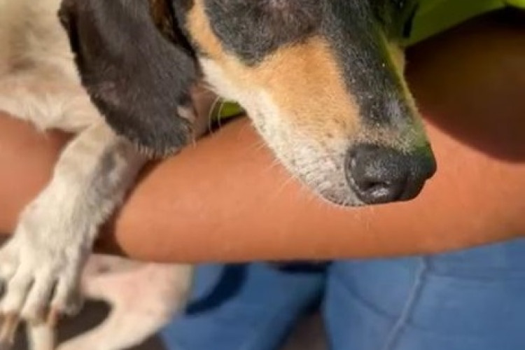 Polícia Civil resgata cães e aves em situação de maus-tratos em Campos de Júlio