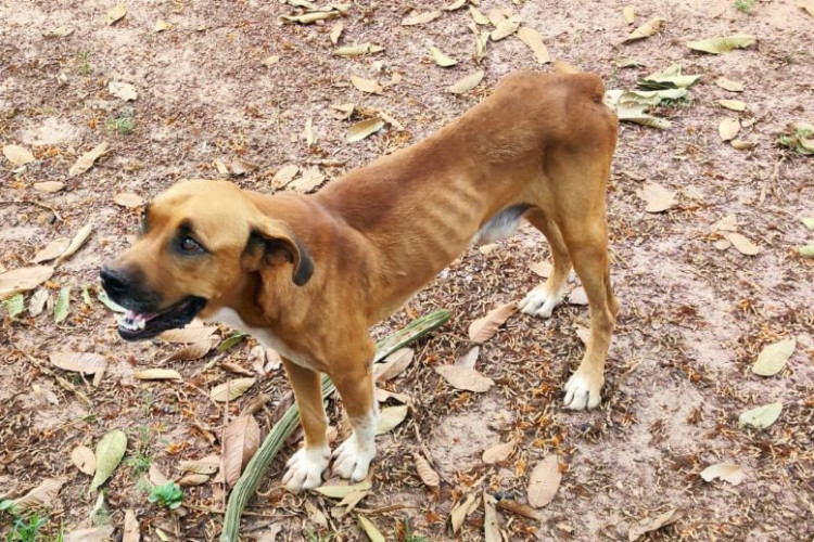 Policiais civis resgatam animal que estava sob maus tratos