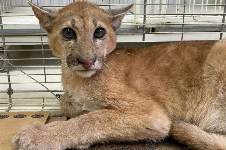 Sema-MT acompanha onça-parda atropelada na MT-358 e orienta sobre o que fazer em caso de acidentes com animais silvestres