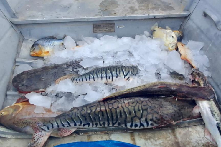 Sema-MT apreende 51 kg de pescado ilegal em operações no Pantanal
