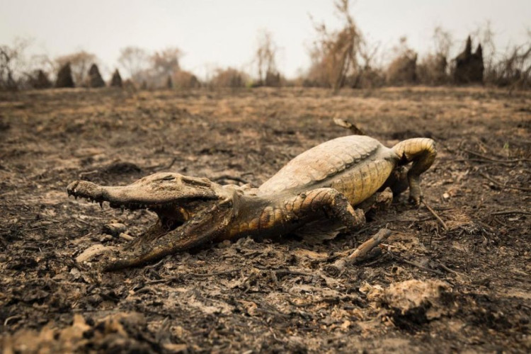 SOS Pantanal treina brigadas para evitar incêndios durante período da seca de 2021 em MT