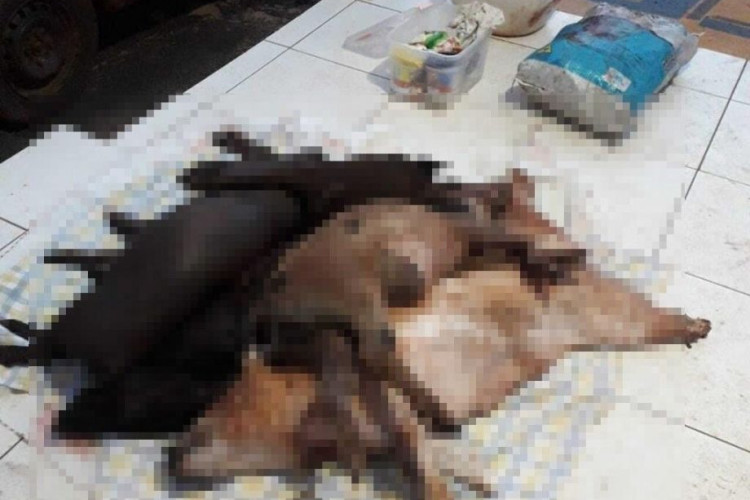 Suspeito é preso pela PM em propriedade rural abatendo animais com arma de fogo
