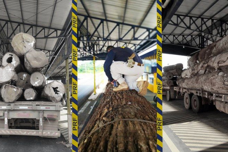 Transporte ilegal de madeira e excesso de peso em Pontes e Lacerda