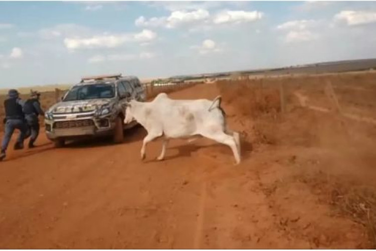 Vaca 'brava' corre atrás da PM após ser libertada de cerca em MT; veja vídeo