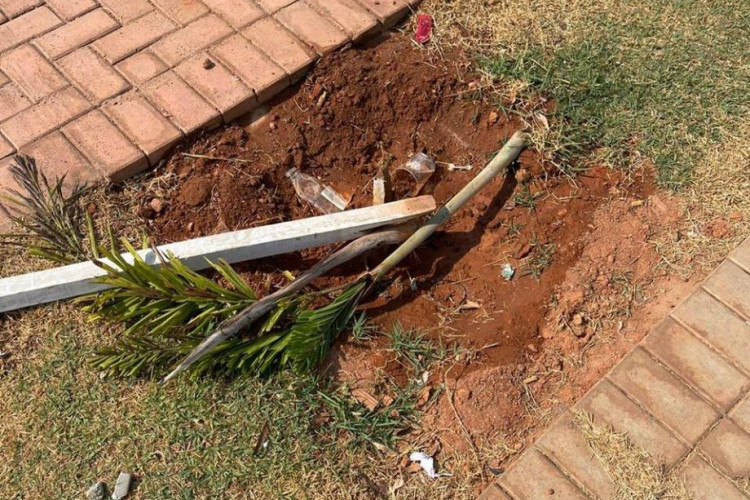 Vândalos quebram palmeiras recém plantadas na praça do Ginásio Larissa em Pontes e Lacerda